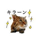 うちのねこ、クラ（個別スタンプ：9）