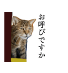 うちのねこ、クラ（個別スタンプ：10）