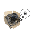 うちのねこ、クラ（個別スタンプ：11）