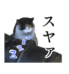 うちのねこ、クラ（個別スタンプ：21）