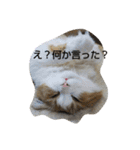 可愛いにゃん太郎（個別スタンプ：7）
