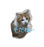 可愛いにゃん太郎（個別スタンプ：8）