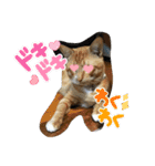 可愛いにゃん太郎（個別スタンプ：16）