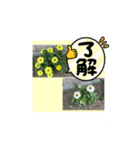 miehanaphoto（個別スタンプ：2）