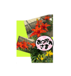 miehanaphoto（個別スタンプ：3）