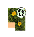 miehanaphoto（個別スタンプ：4）