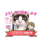ラグドールMIX猫☆ブラウくん☆8（個別スタンプ：1）