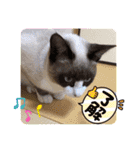ラグドールMIX猫☆ブラウくん☆8（個別スタンプ：5）