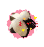 ラグドールMIX猫☆ブラウくん☆8（個別スタンプ：8）