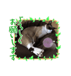 ラグドールMIX猫☆ブラウくん☆8（個別スタンプ：9）