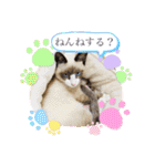 ラグドールMIX猫☆ブラウくん☆8（個別スタンプ：11）