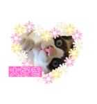 ラグドールMIX猫☆ブラウくん☆8（個別スタンプ：12）