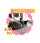 ラグドールMIX猫☆ブラウくん☆8（個別スタンプ：15）