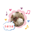 ラグドールMIX猫☆ブラウくん☆8（個別スタンプ：16）