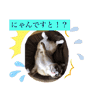ラグドールMIX猫☆ブラウくん☆8（個別スタンプ：17）