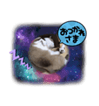 ラグドールMIX猫☆ブラウくん☆8（個別スタンプ：18）