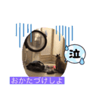 ラグドールMIX猫☆ブラウくん☆8（個別スタンプ：21）