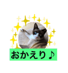 ラグドールMIX猫☆ブラウくん☆8（個別スタンプ：23）