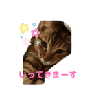 マイペットたち3（個別スタンプ：1）