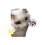 マイペットたち3（個別スタンプ：4）