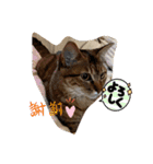 マイペットたち3（個別スタンプ：7）