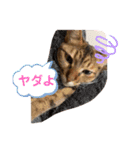 マイペットたち3（個別スタンプ：11）