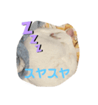マイペットたち3（個別スタンプ：13）