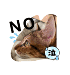 マイペットたち3（個別スタンプ：15）