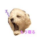 ベルくんの日常（個別スタンプ：1）