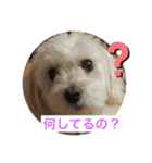 ベルくんの日常（個別スタンプ：7）