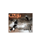 Chachagon（個別スタンプ：5）