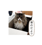Chachagon（個別スタンプ：6）