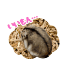 はむずだよ（個別スタンプ：5）