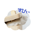 はむずだよ（個別スタンプ：9）