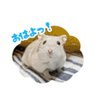 はむずだよ（個別スタンプ：12）