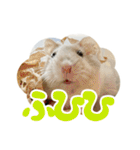 はむずだよ（個別スタンプ：14）
