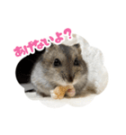 はむずだよ（個別スタンプ：19）