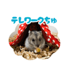 はむずだよ（個別スタンプ：20）