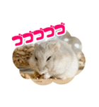 はむずだよ（個別スタンプ：24）