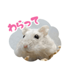 はむずだよ（個別スタンプ：31）