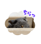はむずだよ（個別スタンプ：36）
