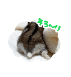 はむずだよ（個別スタンプ：37）