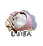はむずだよ（個別スタンプ：39）