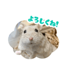 はむずだよ（個別スタンプ：40）