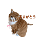茶トラ白猫むぎおのひょうきんスタンプ（個別スタンプ：1）