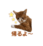 茶トラ白猫むぎおのひょうきんスタンプ（個別スタンプ：4）