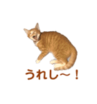 茶トラ白猫むぎおのひょうきんスタンプ（個別スタンプ：10）