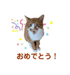 茶トラ白猫むぎおのひょうきんスタンプ（個別スタンプ：11）