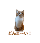 茶トラ白猫むぎおのひょうきんスタンプ（個別スタンプ：14）