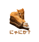 茶トラ白猫むぎおのひょうきんスタンプ（個別スタンプ：17）